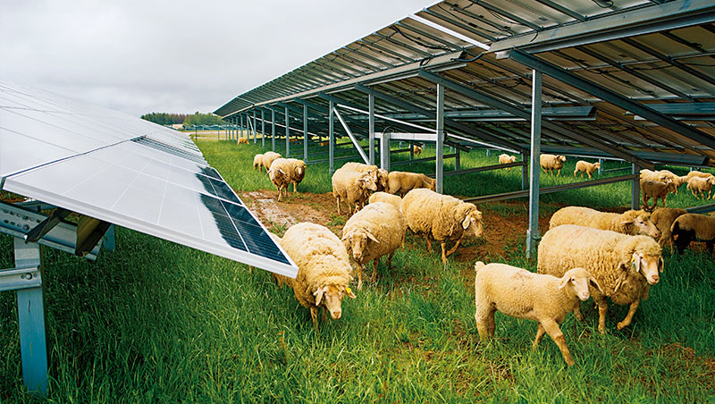 康乃爾大學發展「光電場牧羊」計畫，讓光電場土地雙重利用